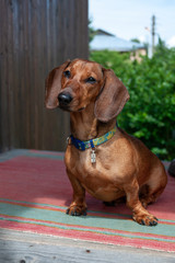 Dachshund sits on doorstep of a country house