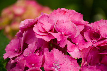 Fototapeta premium Bright pink hydrangea flowers in the garden on a blurred background