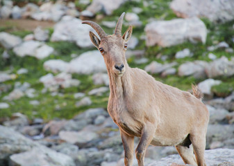 Caucasian mountain goat