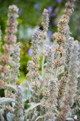  Blooming byzantine chistets and a bumblebee on it