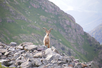 Caucasian mountain goat