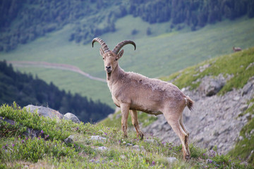 Caucasian mountain goat