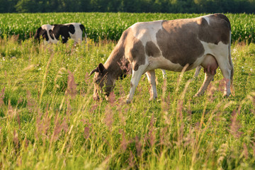 Naklejka na ściany i meble Cows graze on a juicy meadow on a summer day