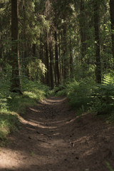 A mysterious way in the summer dense magical forest