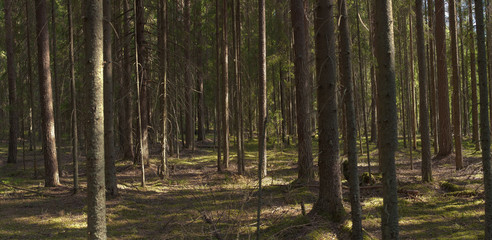 A mysterious way in the summer dense magical forest