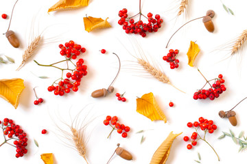 Autumn pattern with with bright ripe rowen