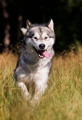 dog breed Alaskan Malamute outdoors in summer