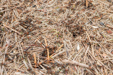 Anthill with lots of red-black ants in the forest