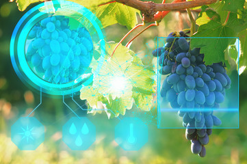 scanning of a bunch of grapes to check the quality of the crop and optimal cultivation parameters...