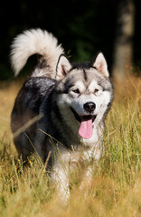 dog breed Alaskan Malamute outdoors in summer
