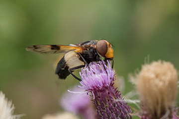 waldschwebfliege