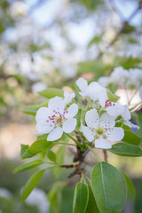 Flowering white pear tree flowers in late spring
