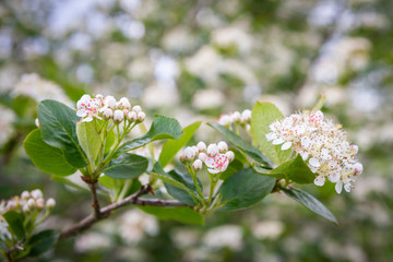 Blooms Bush black chokeberry in early summer white flowers