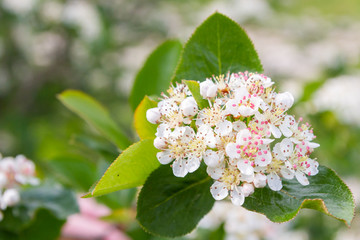 Blooms Bush black chokeberry in early summer white flowers