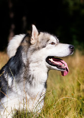 dog breed Alaskan Malamute outdoors in summer