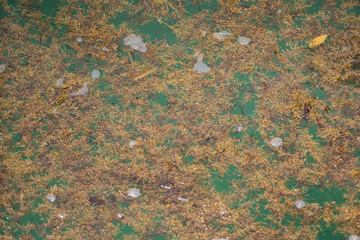 Seaweed infested waters in Miami Beach FL