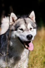 Obraz premium dog breed Alaskan Malamute outdoors in summer