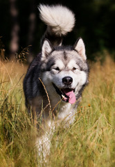 dog breed Alaskan Malamute outdoors in summer