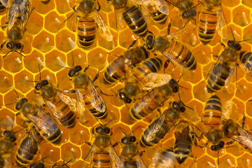 Bees take nectar from honeycomb to transform it into honey