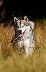 Naklejka na ściany i meble dog breed Alaskan Malamute outdoors in summer