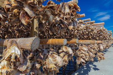Traditional Drying cod heads drying on traditional wooden racks in Lofoten Islands  Fishing Village...