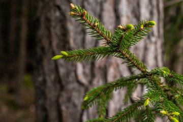 Tannenzweig Nahaufnahme mit Stamm