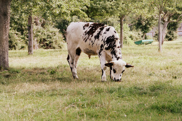 jeune vache normande tachetée dans un pré en été