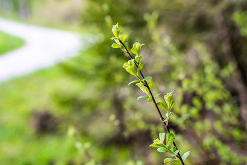 Nahaufnahme grüner Zweig am Waldrand