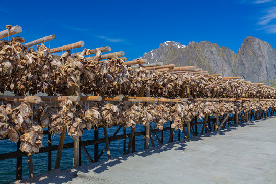 Traditional Drying cod heads drying on traditional wooden racks in Lofoten Islands  Fishing Village Hamnoy, Lofoten, Norway.