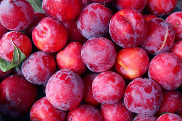Organic red plums fruit in local farmers market.