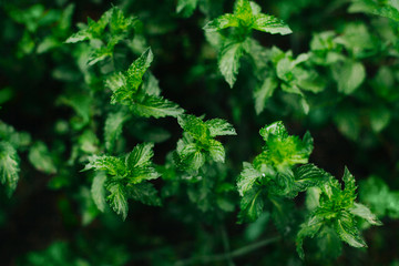Fototapeta premium Mint grows in the garden. Mint after rain. The bushes are different and very fragrant mint. Fresh mint. Green leaves texture background. Selective focus.