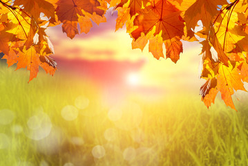 Branches with maple leaves and blurred background with grass, sky and sunset