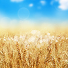 Close-up of a field of wheat with blurred sky