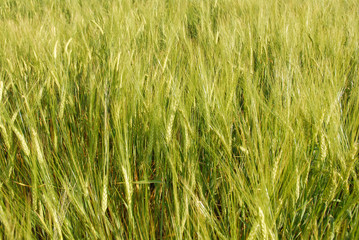 Close-up of a field of wheat in spring