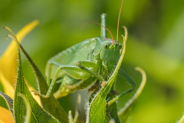 grashüpfer
