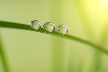 Close-up of the beautiful large drops of morning dew on a green grass with sunlight