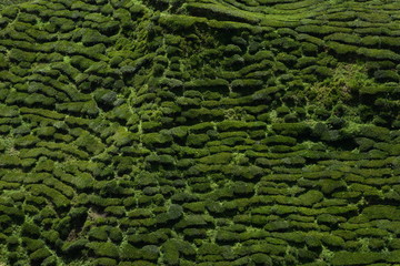 Tea field in Cameron Highlands - Malaysia