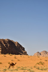A camel in Wadi Rum - Oman