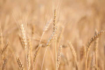 nature field wheat plant background 