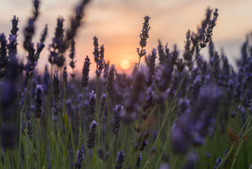 Sunset at the lavender fields in Brihuega Spain