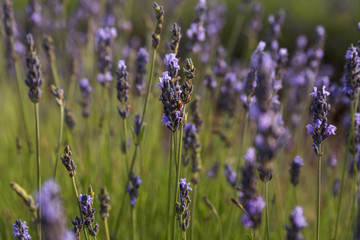 Ladybug on a purple flower at the lavender field