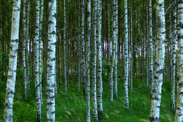 trunks thick forest of young birch