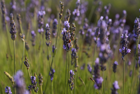 Ladybug on a purple flower at the lavender field © MirunaIoana