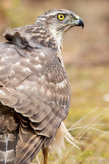 Close-up young of Northern Goshawk. Accipiter gentilis. Spain