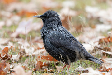 Spotless Starling, (Sturnus unicolor), looking for food on the ground. Spain