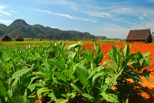 Tabakfeld auf kuba