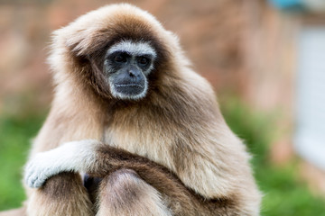 Monkey in the forest sit on tree