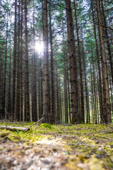 Sonne scheint durch Nadelwald 