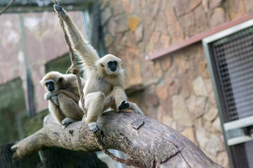 Obraz premium Monkey in the forest sit on tree