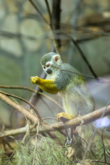 Monkey in the forest sit on tree